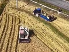 吉林琿春:稻浪金黃收獲忙
